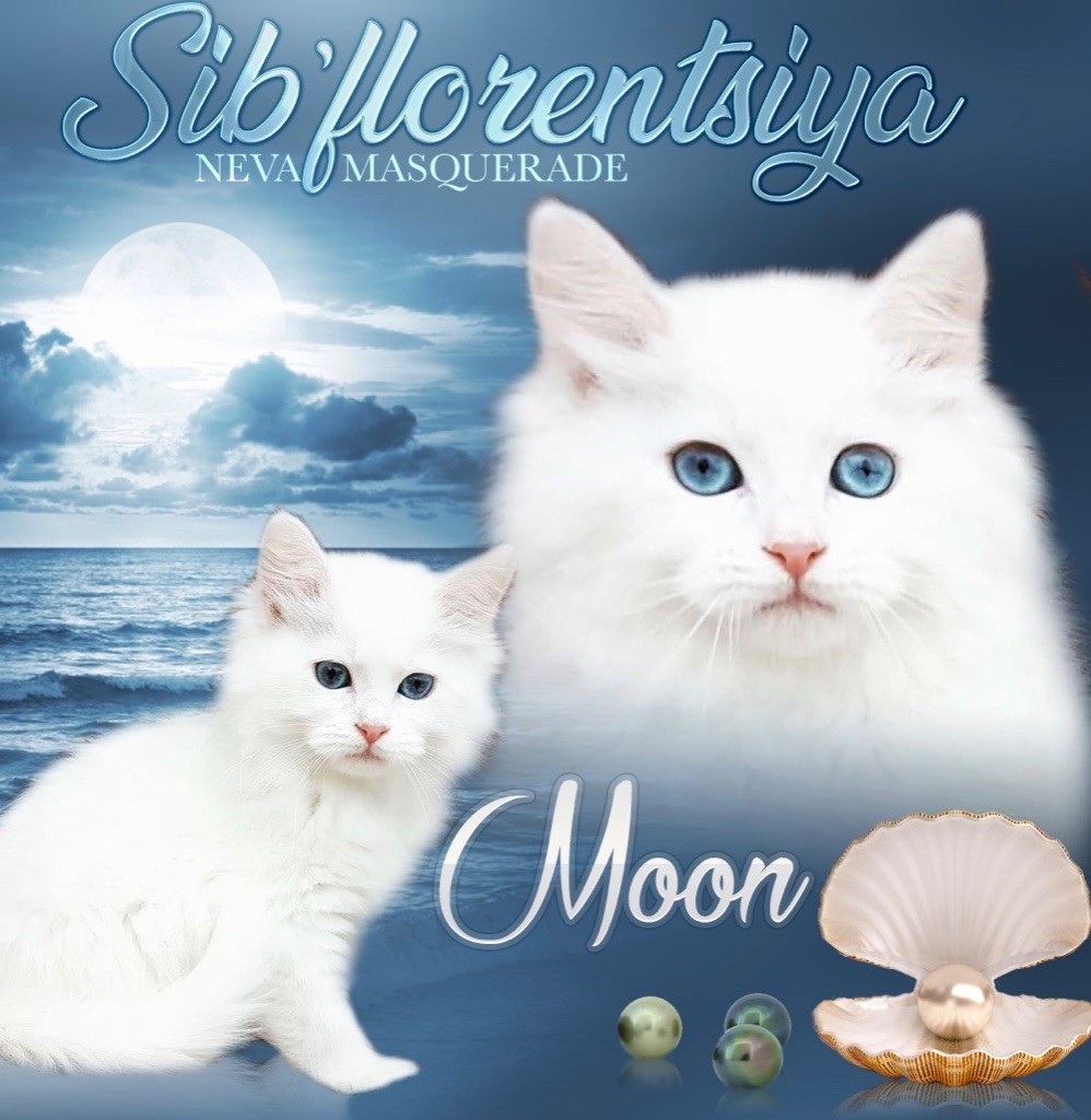 Sibérien - CH. PL*Moon of pearl oceanic vistula
