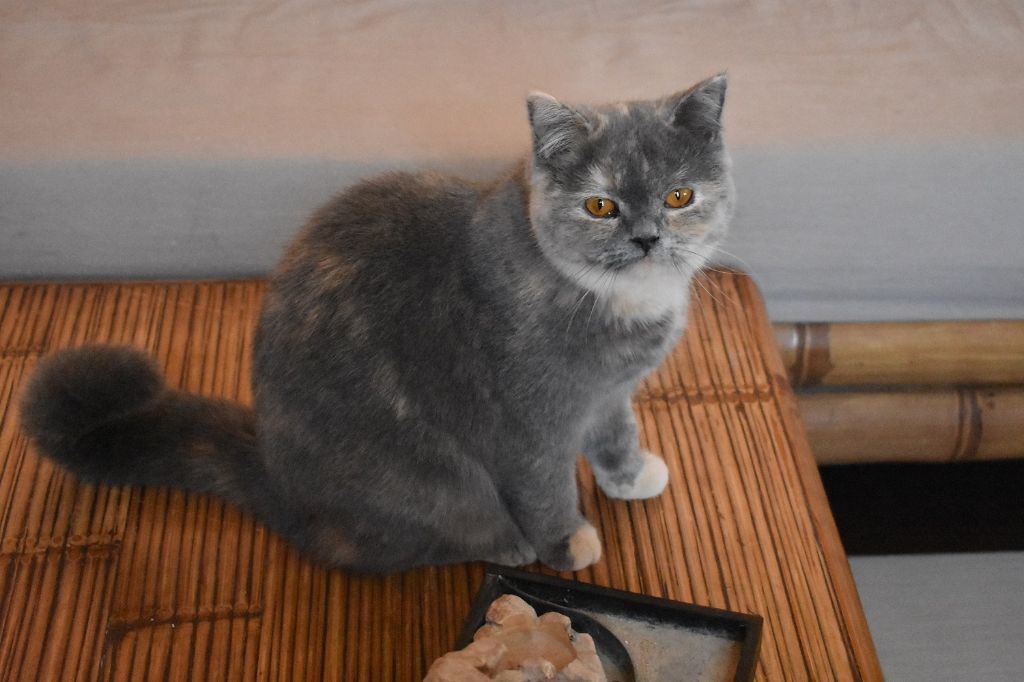 Les British Shorthair et Longhair de l'affixe Du Royaume D'olympe