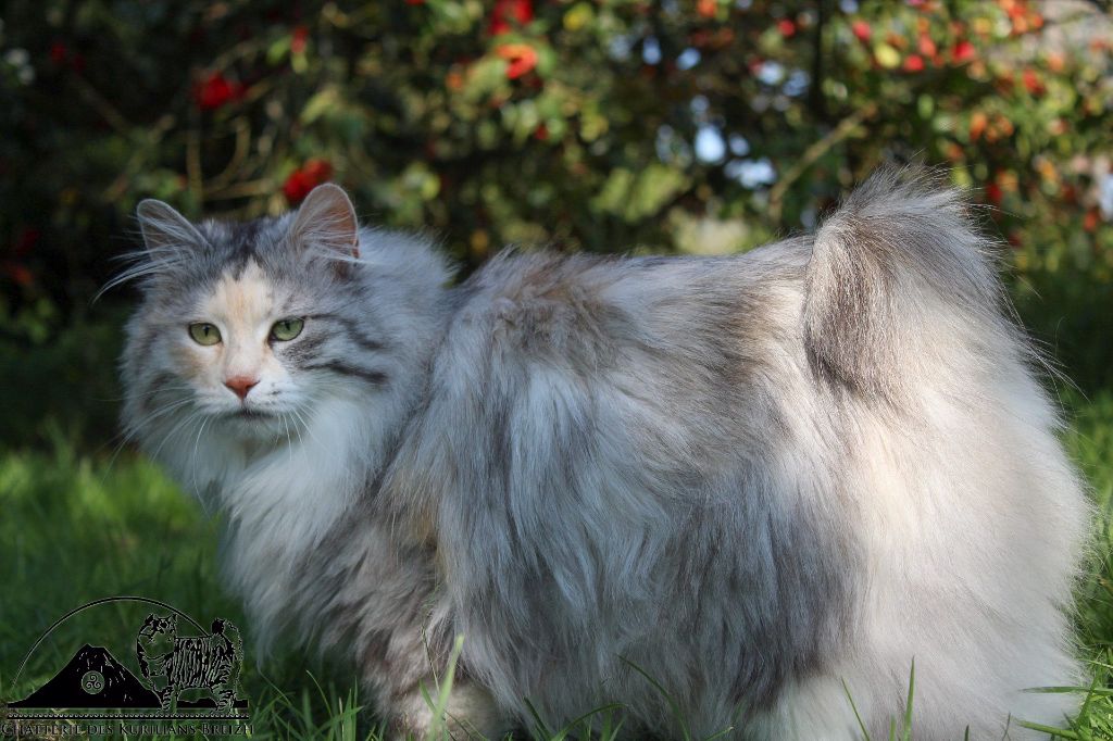 Kurilian Bobtail poil court et poil long - CH. Nerea Des Kurils De L'Ouest