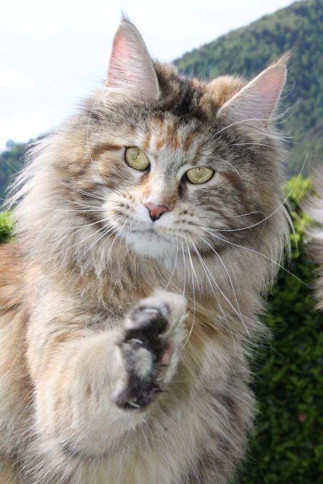 Maine Coon - CH. Lacoste big forest cat