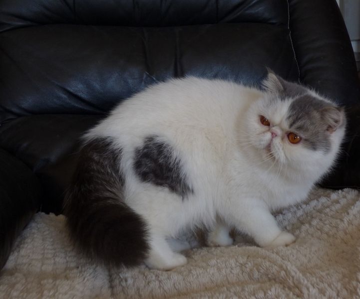 Exotic Shorthair - Queen mary de la vallée rose