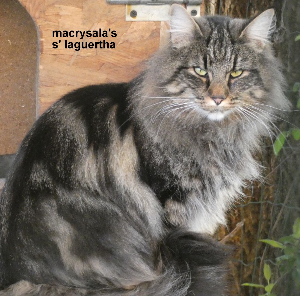 Norvégien - Macrysala's S'laguertha