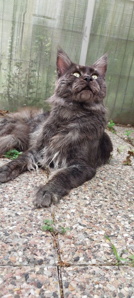 Maine Coon - Shelby Of Wild Kingdom