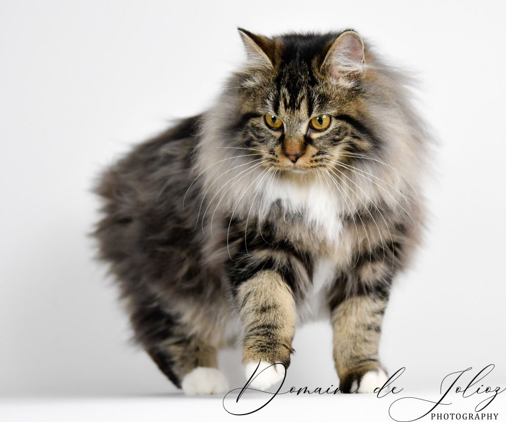 Kurilian Bobtail poil court et poil long - Scarlett De Jolioz