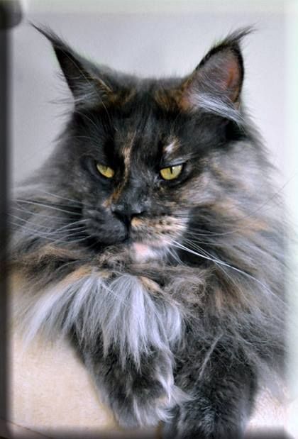 Maine Coon - summerplace Duplo