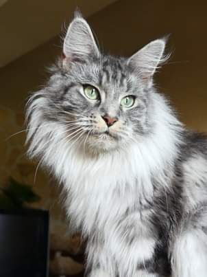 Maine Coon - MILADY Du Domaine Du Vannetin