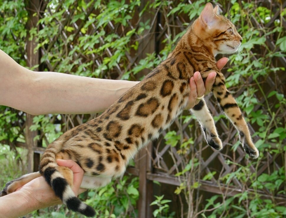 Bengal - suryabangla Virya