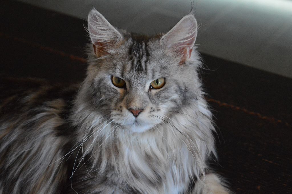 Maine Coon - Miss De Gathalco