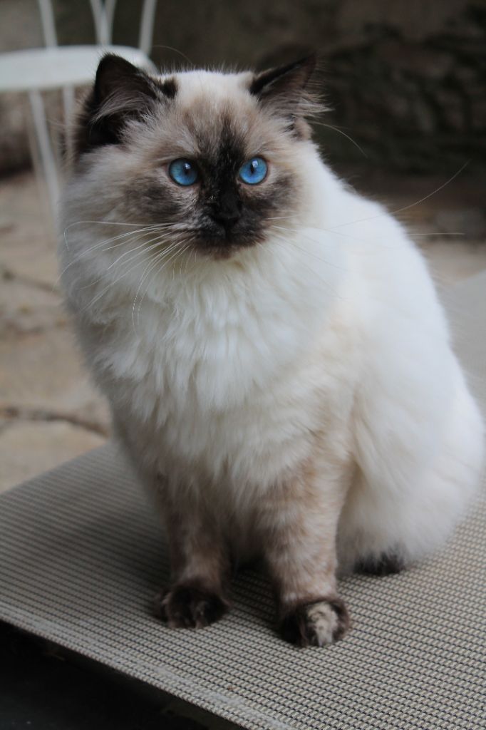 Ragdoll - CH. Sinsemilia De L'ulyssiade