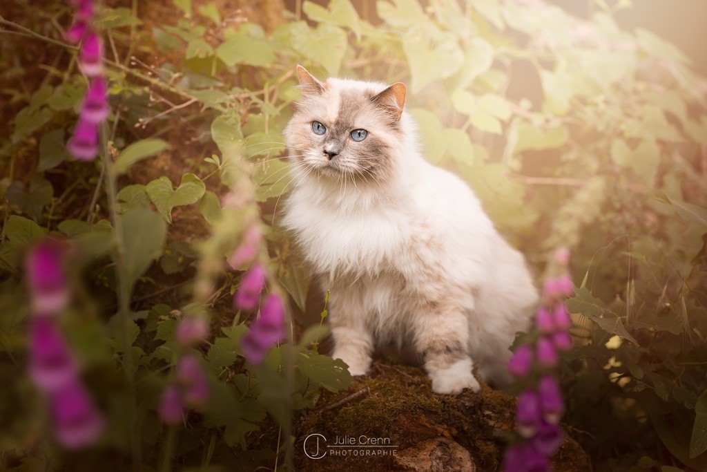 Ragdoll - CH. Ithaque De L'ulyssiade