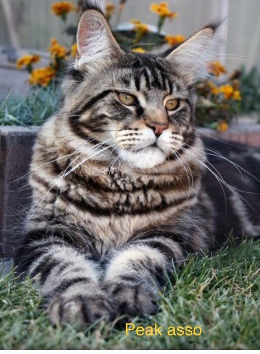 Maine Coon - CH. justcoons Peak asso
