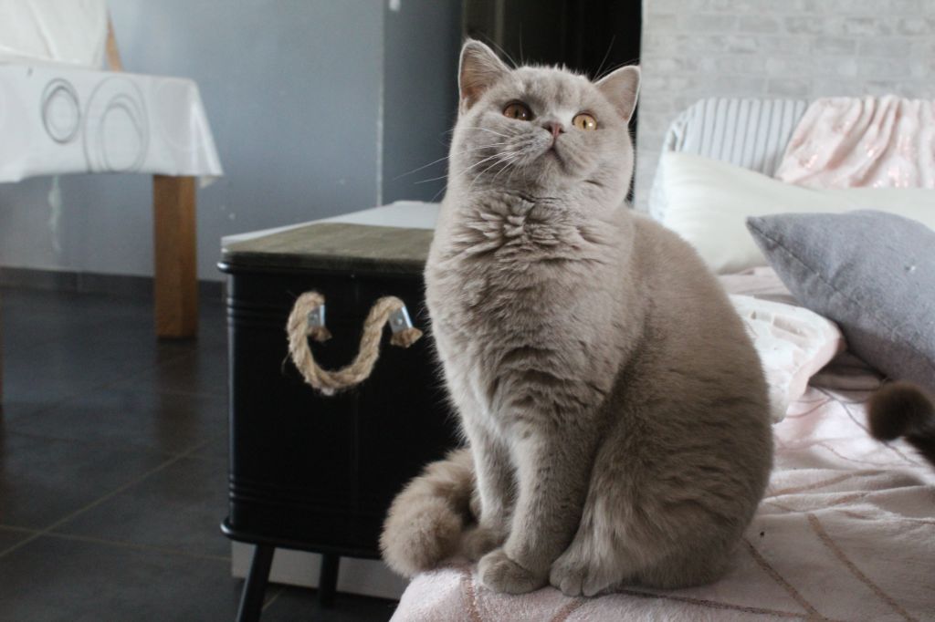 Zookey Des Infiny Cheshire