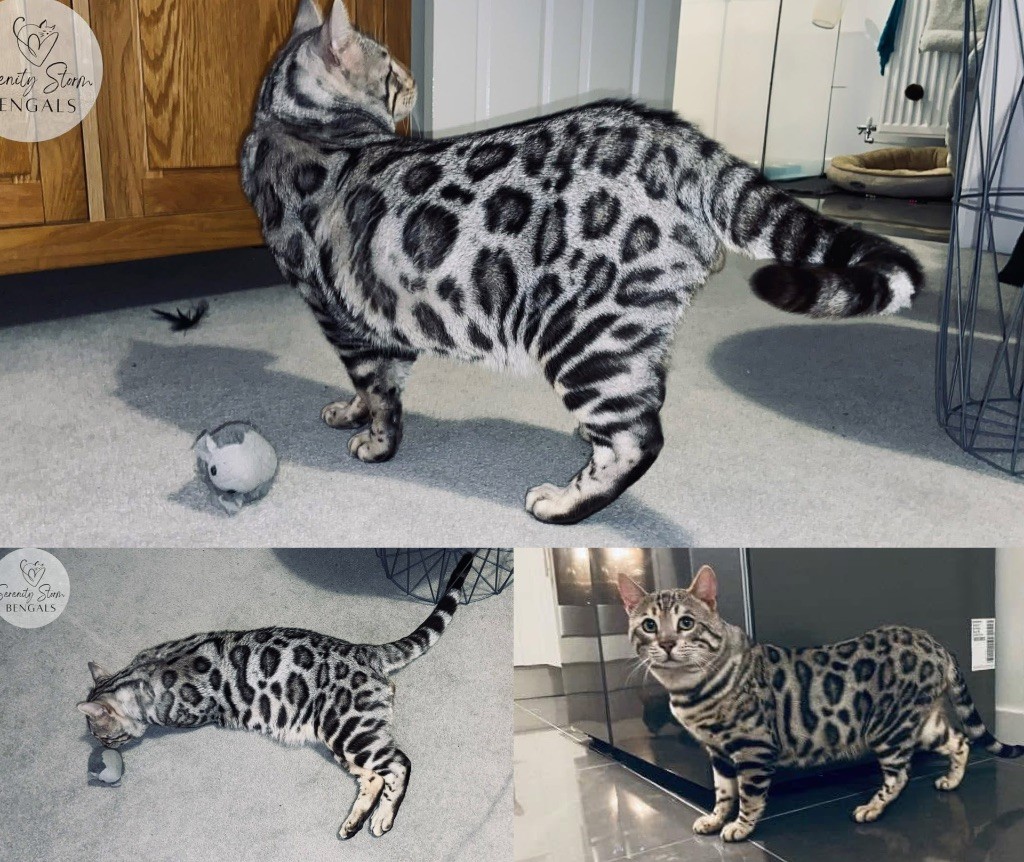 Bengal - fairysnow Maui embers