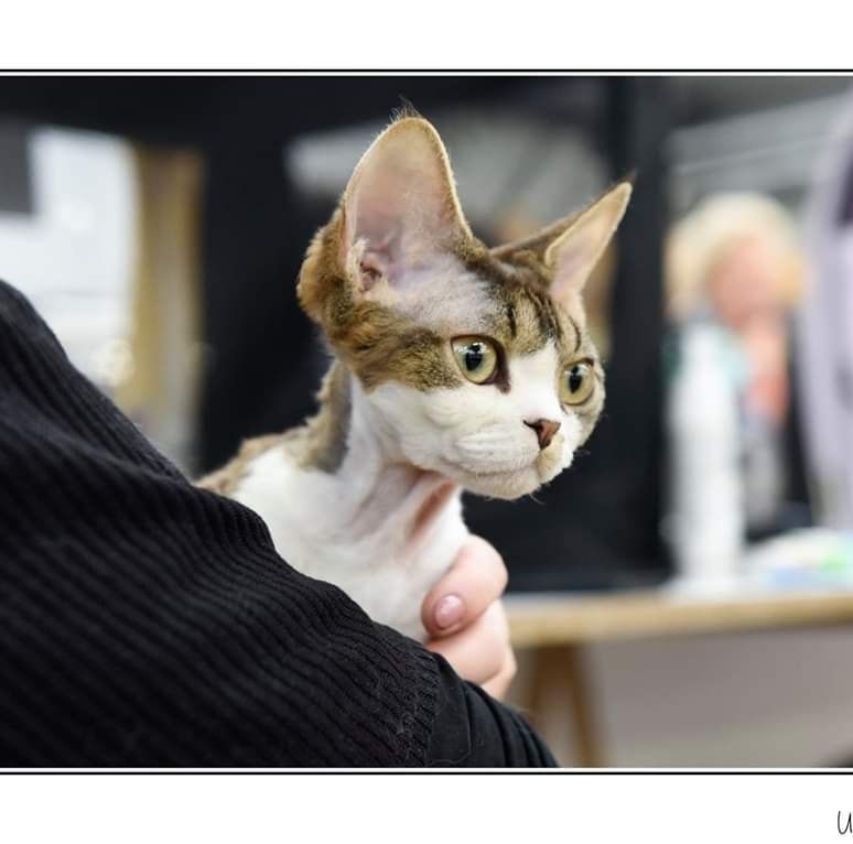 Devon Rex - CH. curly time Galadriel