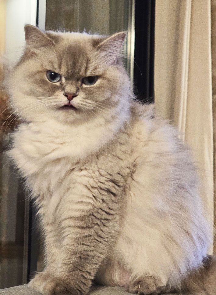 Les British Shorthair et Longhair de l'affixe De La Loumazoti