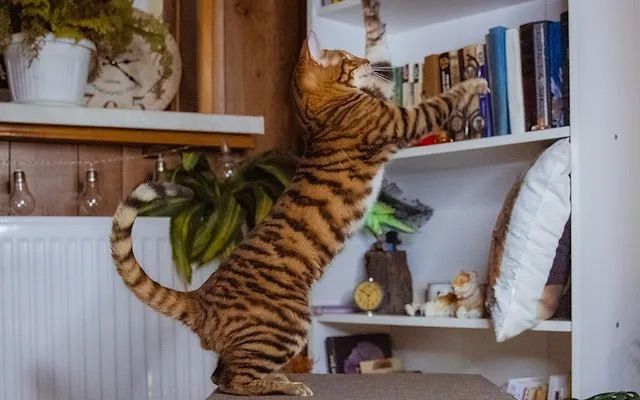 Les Toyger de l'affixe Des Coons Bellille