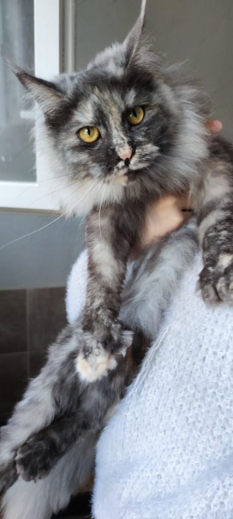 Maine Coon - moon's lullaby's S'whitby