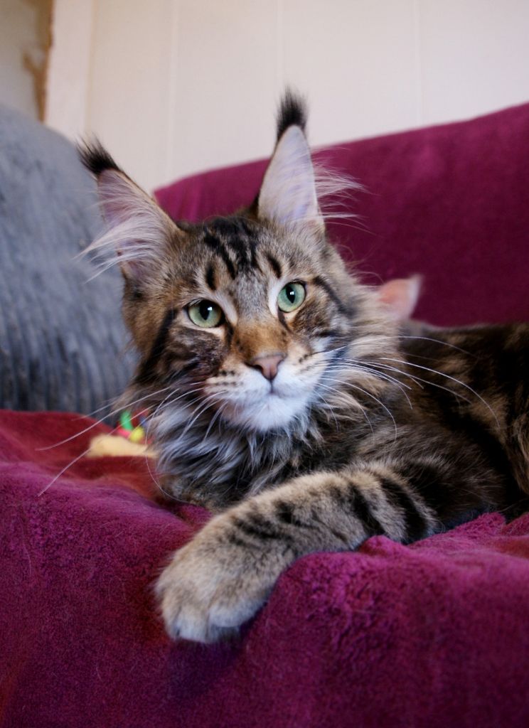 Maine Coon - family star Mystic