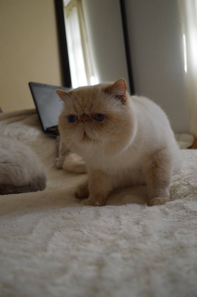 Exotic Shorthair - Dream Jewel's Ice and fire