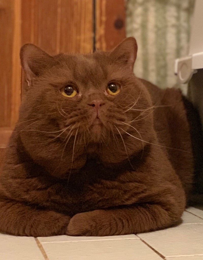 British Shorthair et Longhair - la murr*cat's Garfield