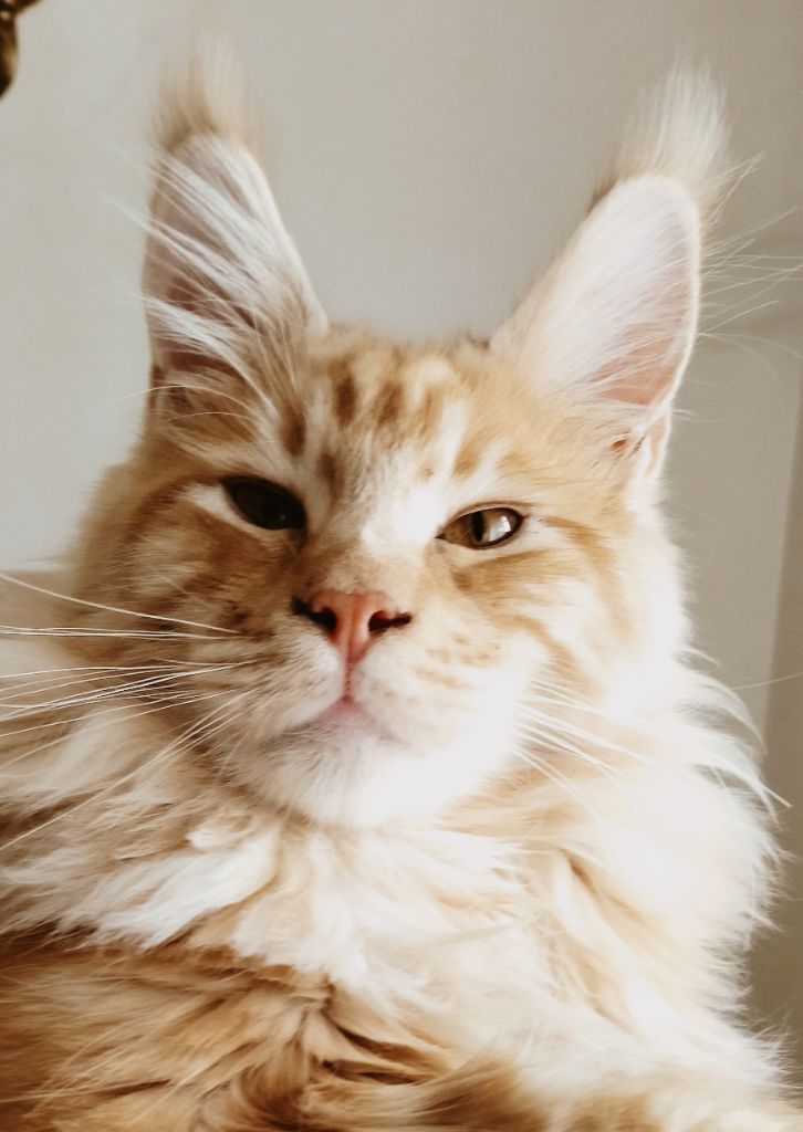 Maine Coon - Toulouse Des Mainecoons De L'Ô
