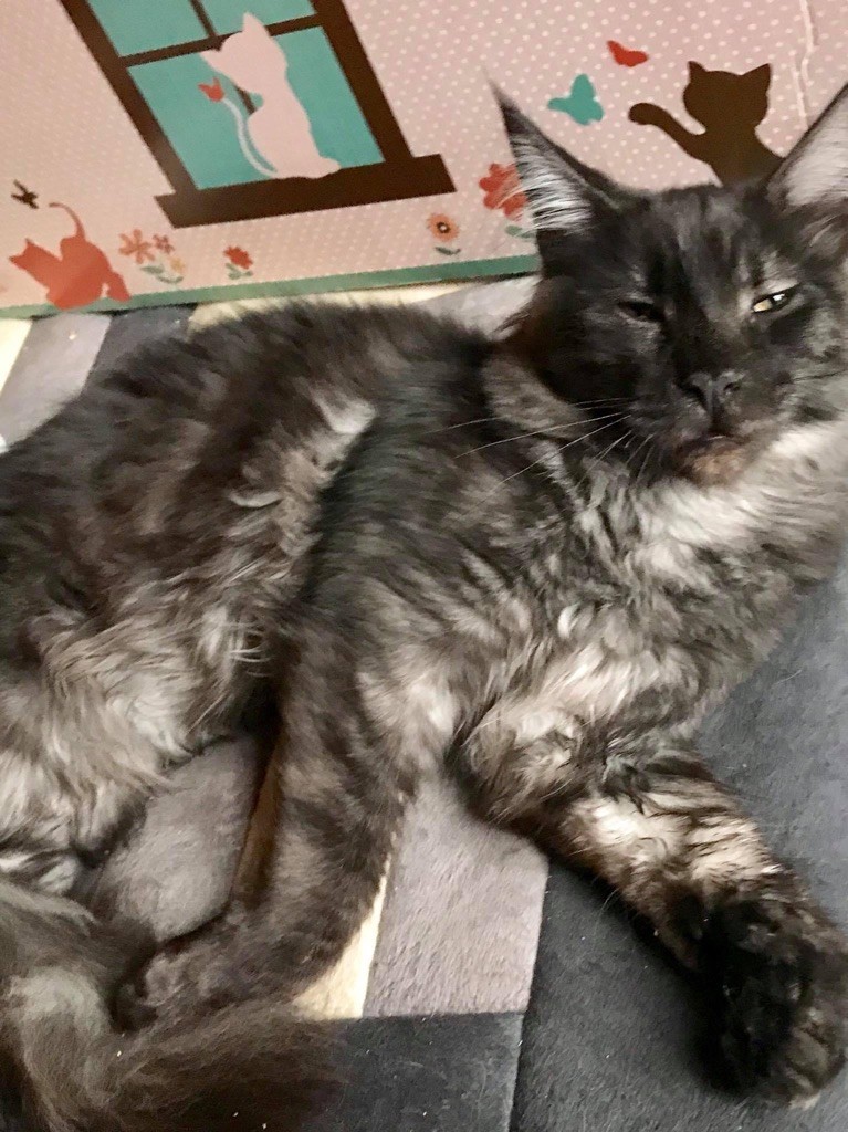 Maine Coon - Reglisse Du Royaumdautecour