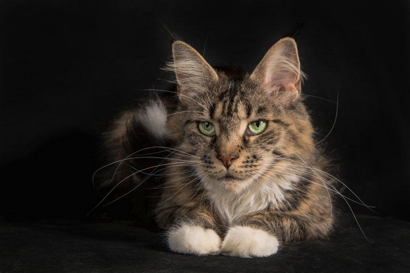 Maine Coon - Misty du sublim's coon