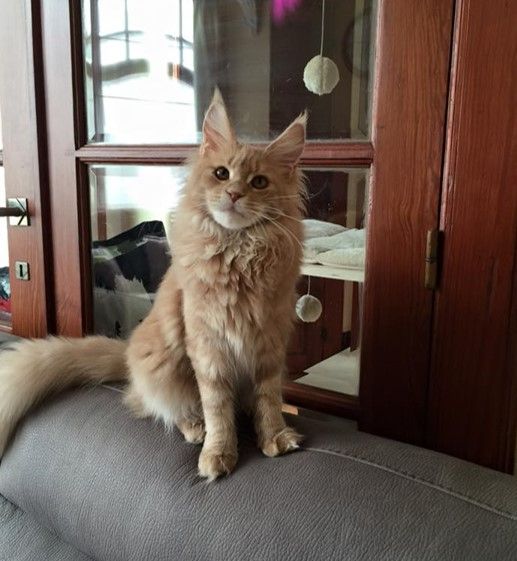 Maine Coon - Elaine forest pearl