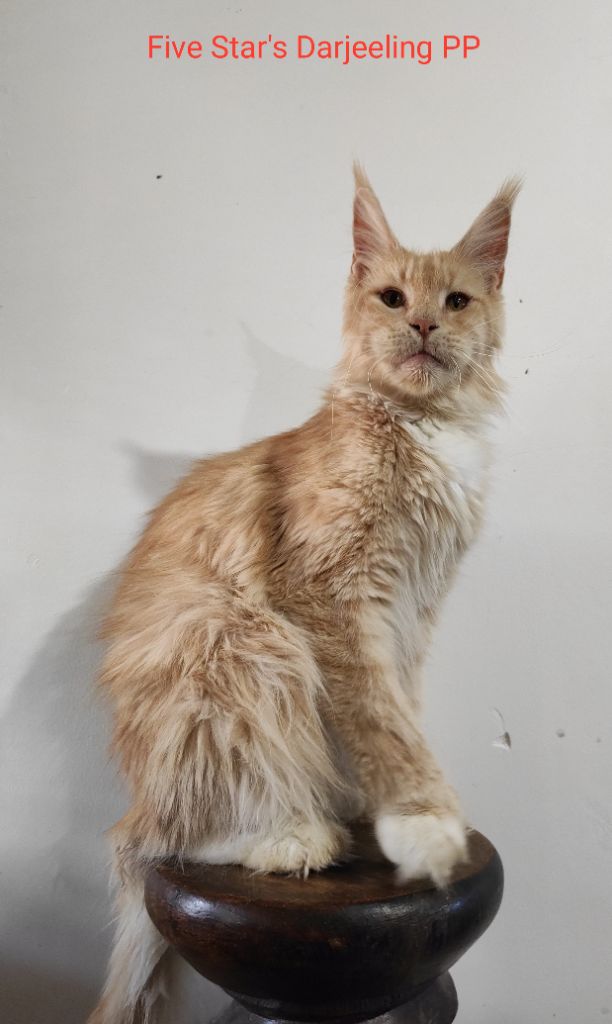 Maine Coon - five star's Darjeeling pp