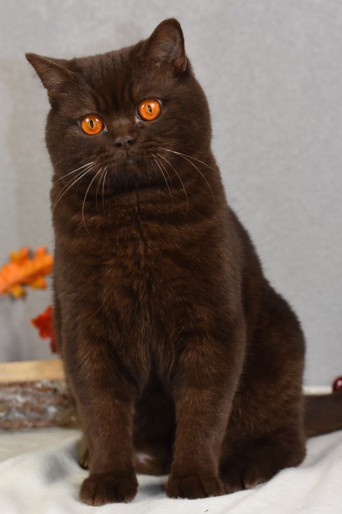 British Shorthair et Longhair - CH. Eli's Farm Saphir