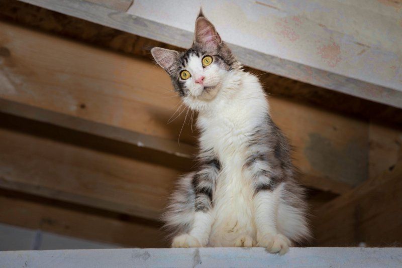 Les Maine Coon de l'affixe Au Margail