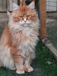 Maine Coon - Valerian sholigress*ru