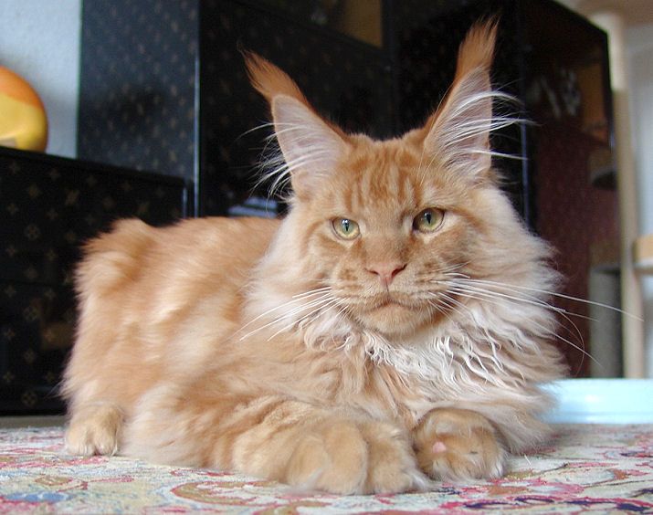 Maine Coon - coolmotion's Beach boy
