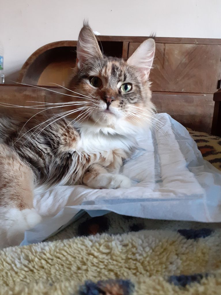 Maine Coon - Love Buzz Ouganda