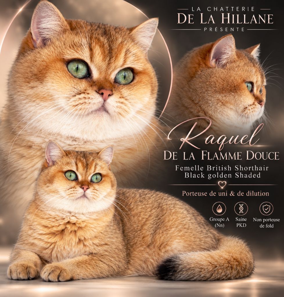 British Shorthair et Longhair - Raquel De La Flamme Douce