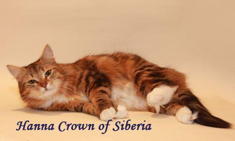 Sibérien - Hanna crown of siberia
