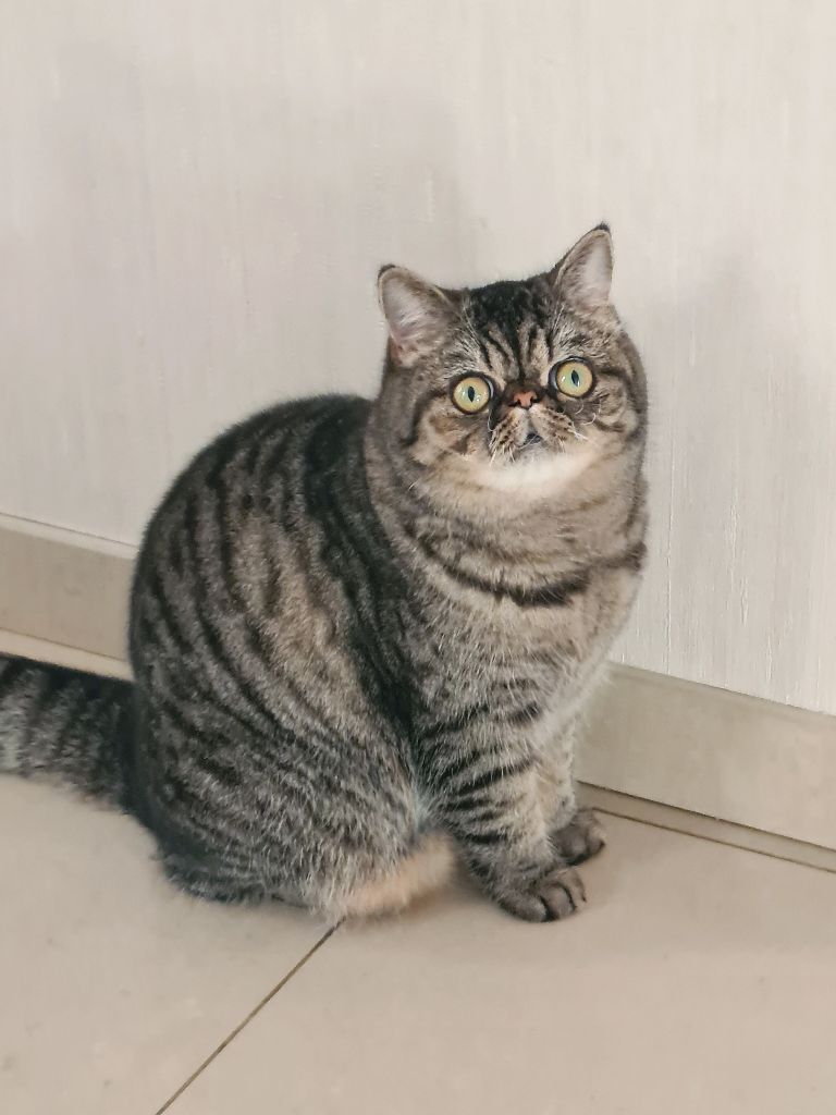 Exotic Shorthair - Scarlette de Bellavista