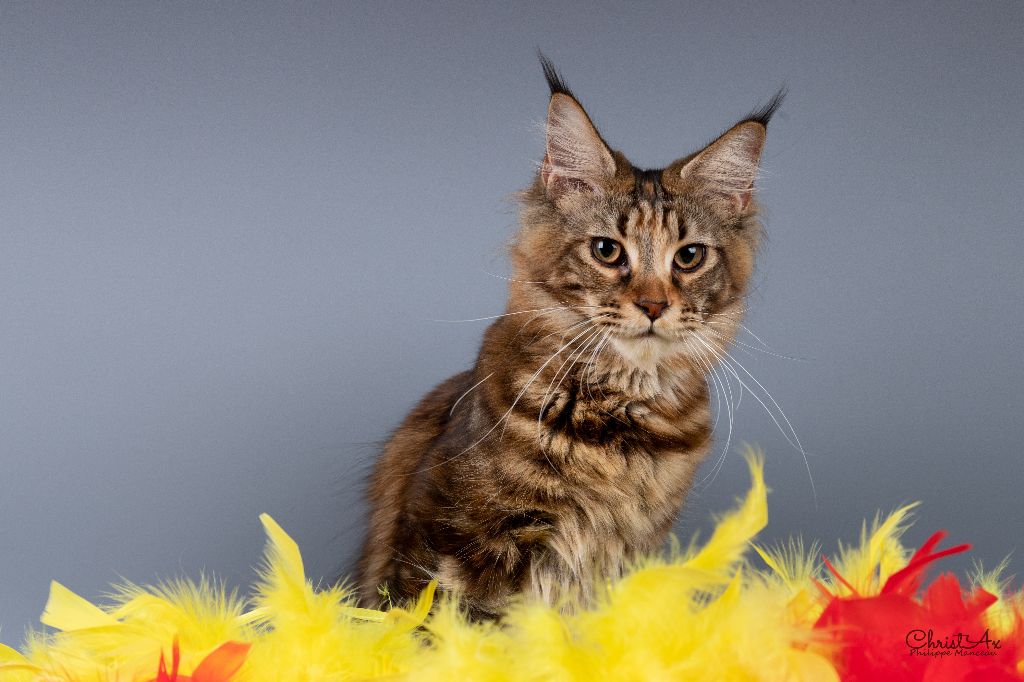 Maine Coon - CH. Shalimar du Pays Angoumois