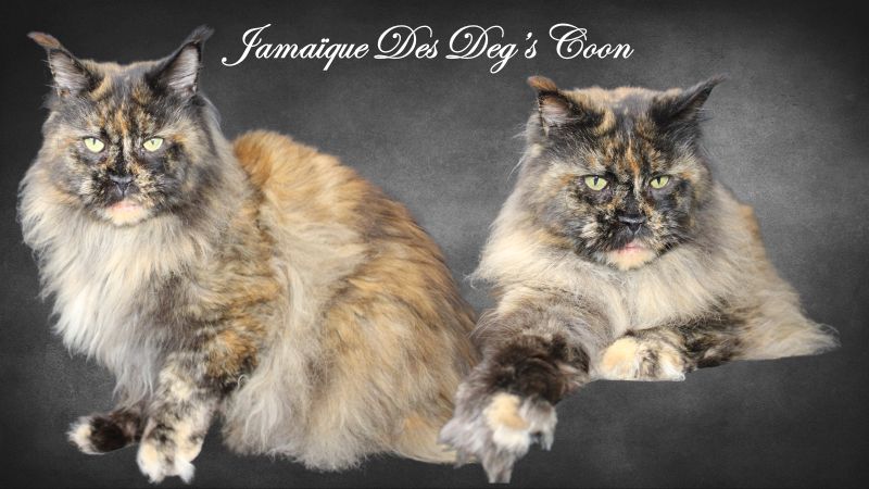 Maine Coon - CH. Jamaique du domaine de coontry