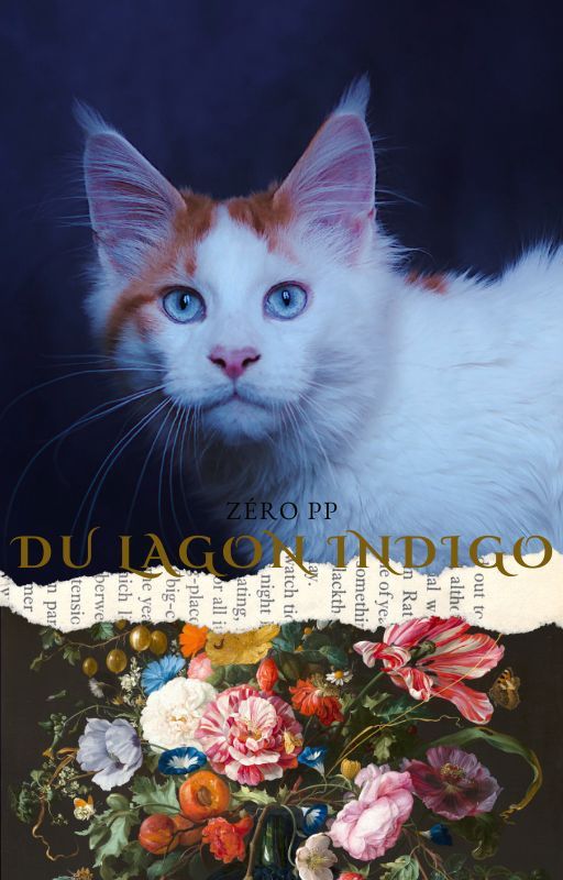 Maine Coon - Zéro pp Du Lagon Indigo