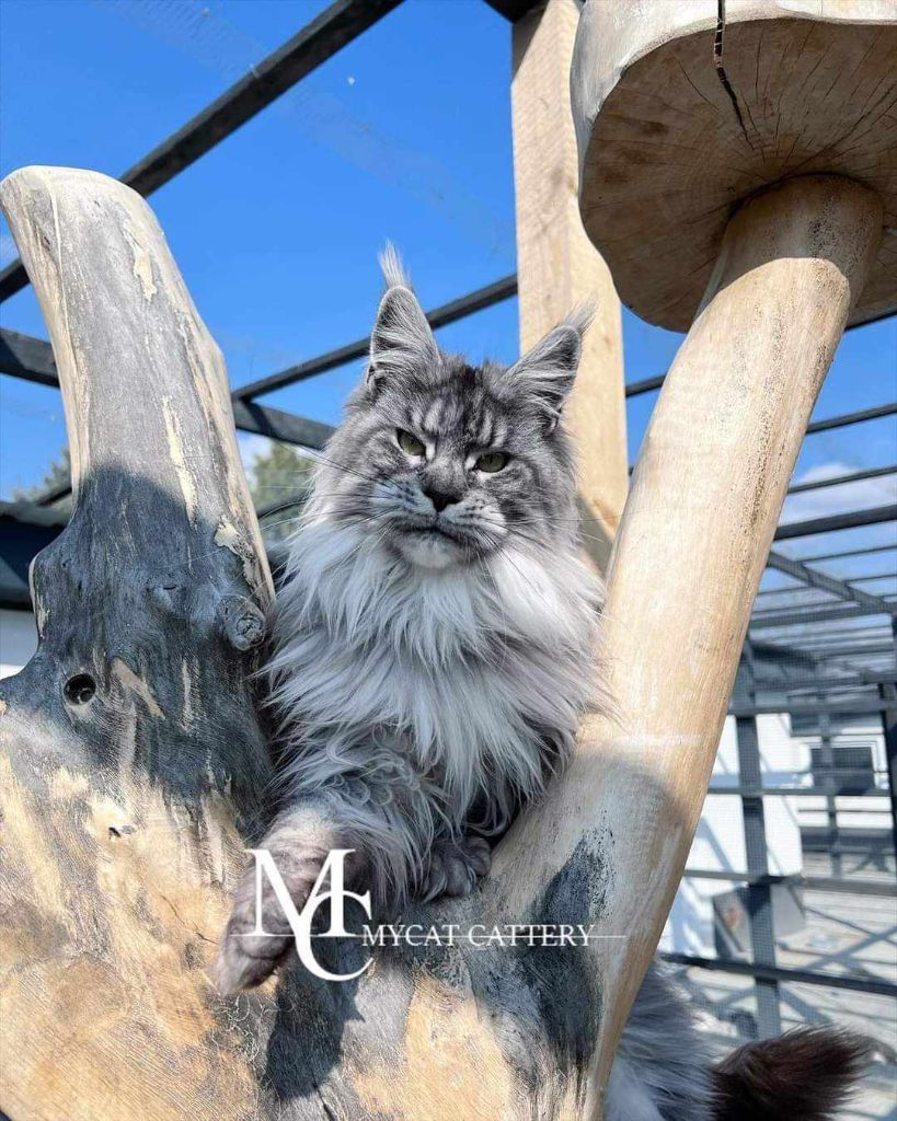 Maine Coon - mycat Purrfect star