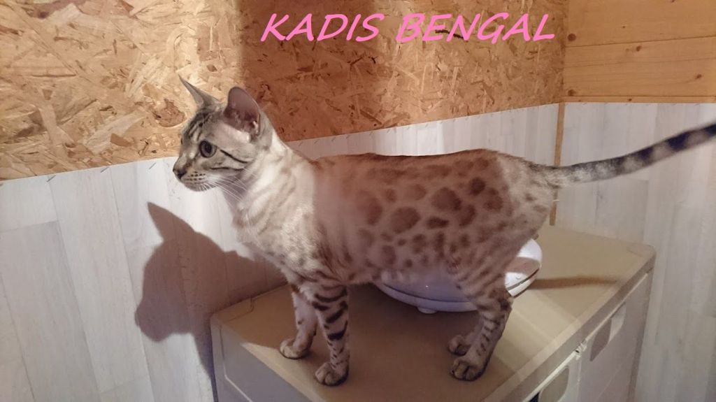 Bengal - Milady De Kadis Bengal