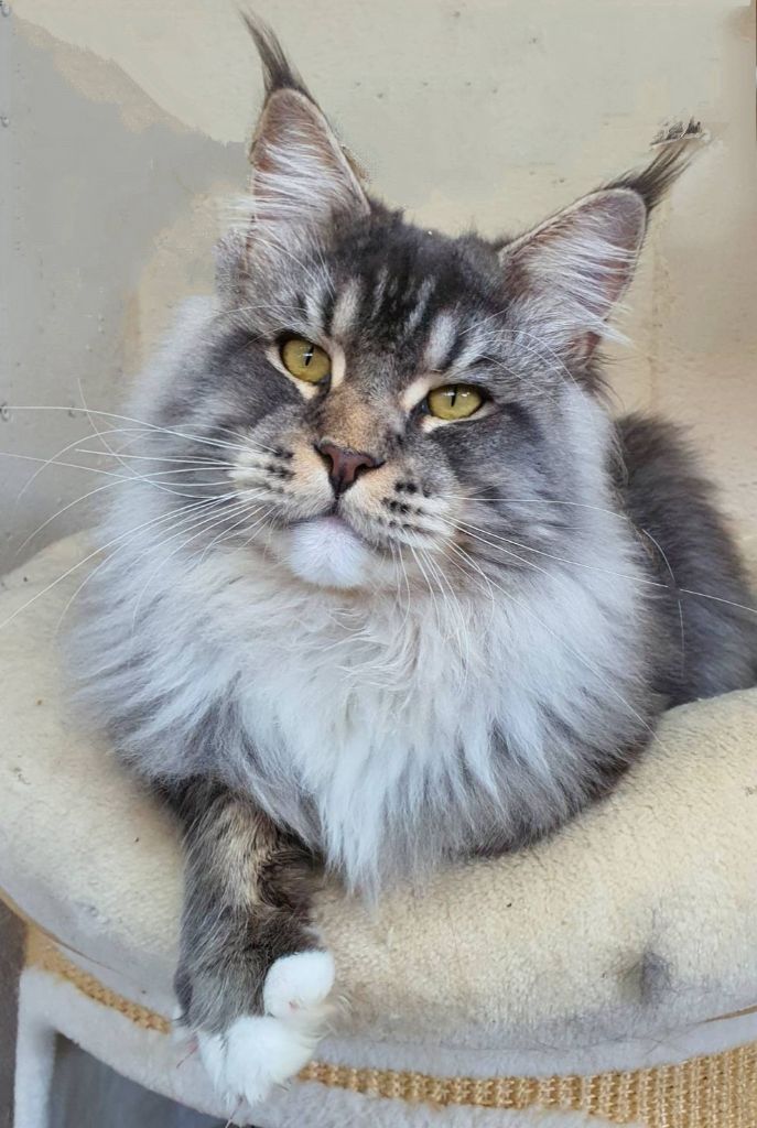 Maine Coon - CH. R'yahto Du Cheyenne