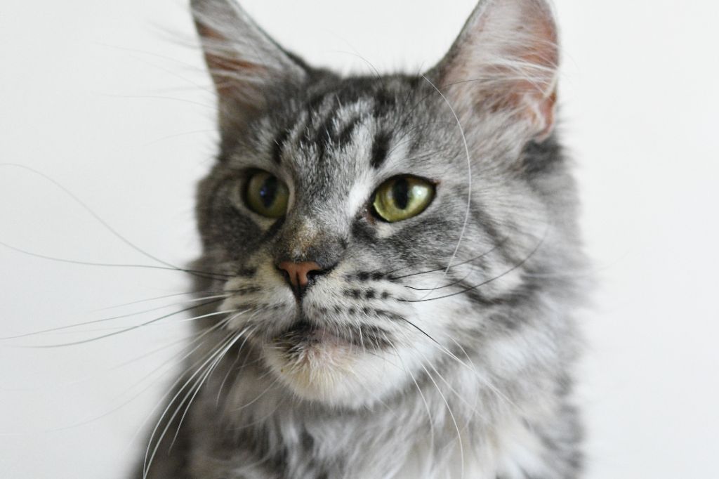 Maine Coon - CH. Hamalia de lisboa des coons de caux