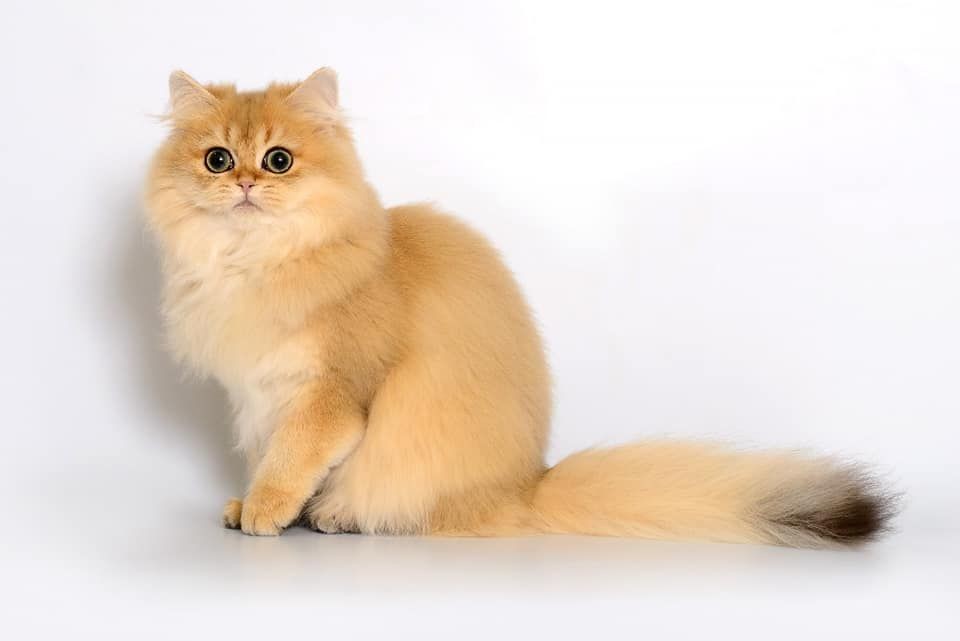 British Shorthair et Longhair - Venezia golden gentle fur