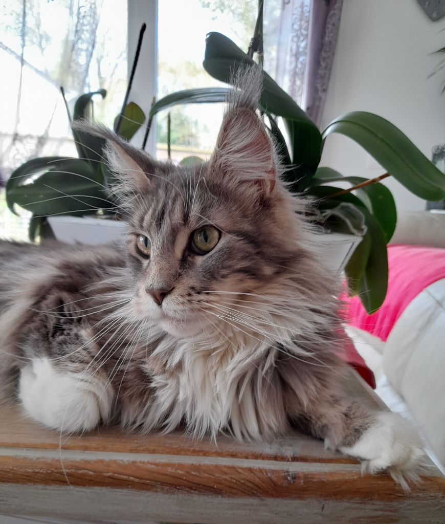 Maine Coon - Qkamala des coons de soultant