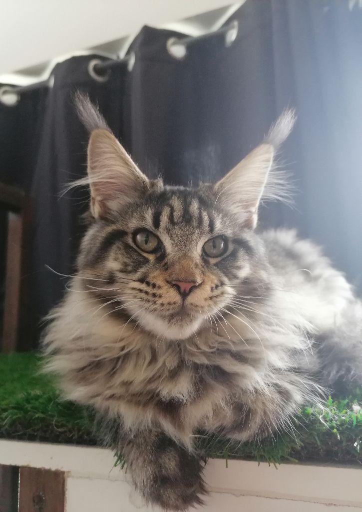 Maine Coon - T-miss Des Talking Cats