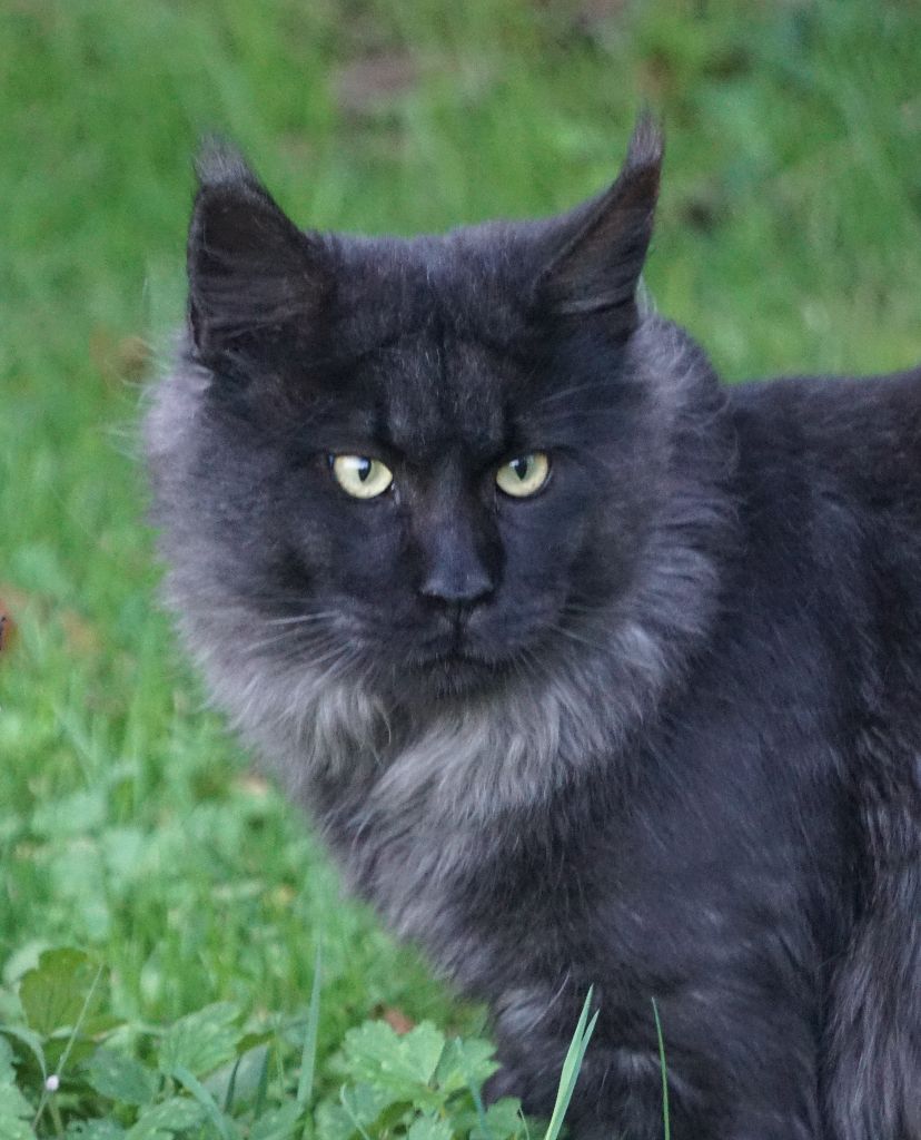 Maine Coon - little big horn’s Pretty cat pouffy