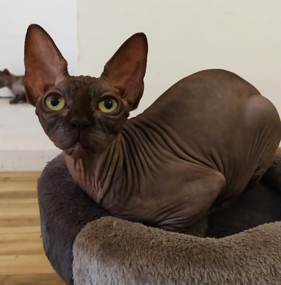 Sphynx - CH. Reese's peanut butter cup Des Hotsteppers
