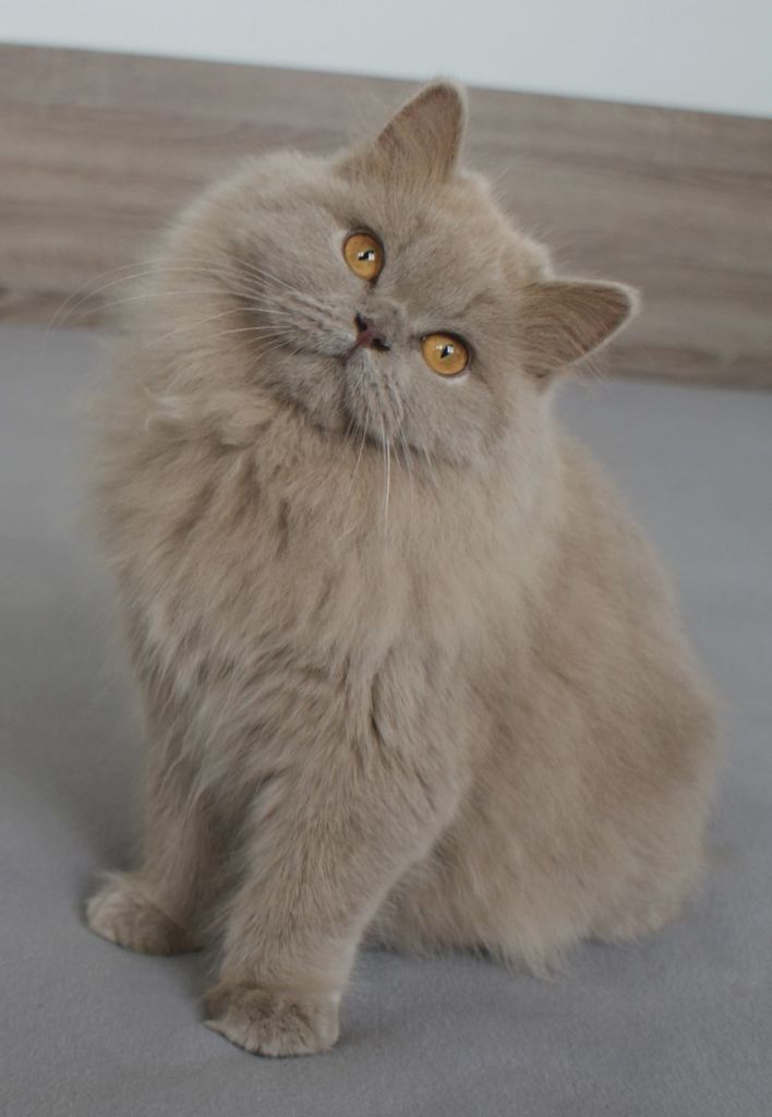 British Shorthair et Longhair - Orgeat De Ka'zaï